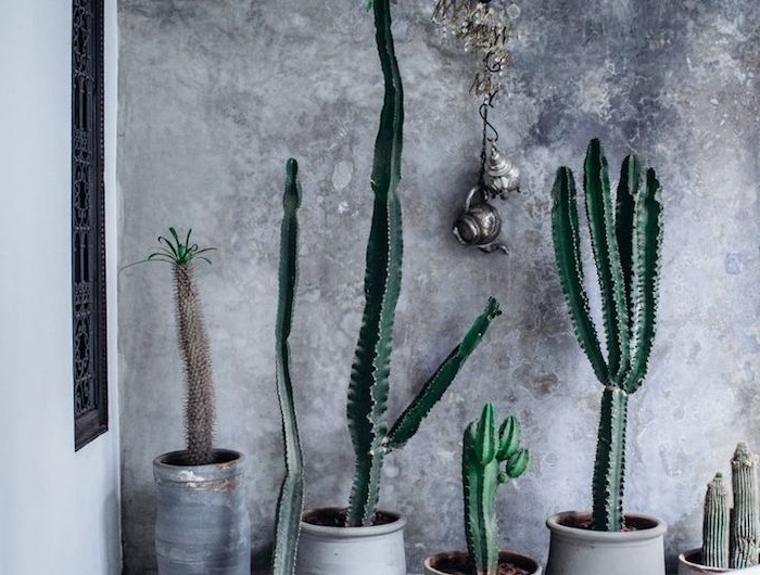 plusieurs grands cactus plante verte appartement en pots gris devant mur de fond gris