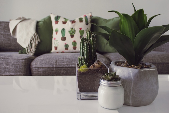 pots de cactus deco sur table basse blanche canapé gris coussin decoratif cactus