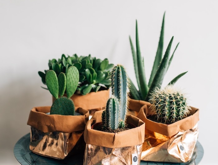 table basse d appoint étagère de fleurs plante verte appartement cactus decoration cache pot sacs dorés