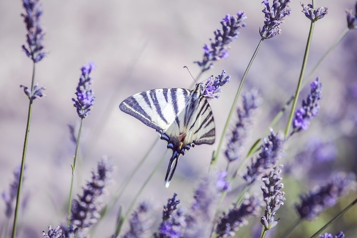 brin de lavande un papillon violet jonche sur un fleur de lavande chapm d herbes