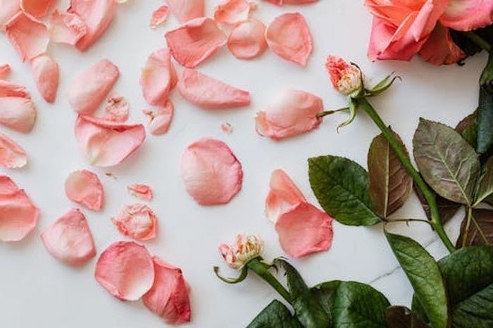 des petales fleutris d une rose sur une surface blanche esthetique fanee et romantiaue joli fond d ecran