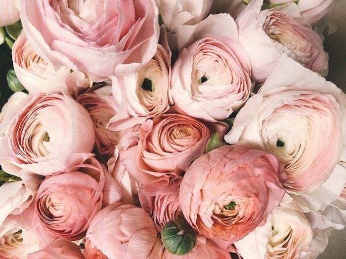 des roses et pivoines le plus beau fond d ecran esthetiaue fannee et romantique