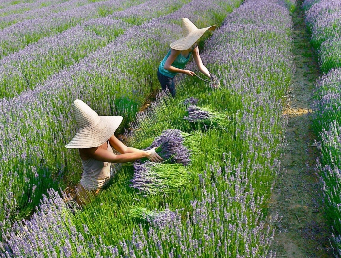 quand recolter la lavande deux femmes avec des chapeaux dans le champ cuieilllissent de lavande