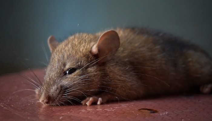 rat brun sur une surface griffee bordeaux petit raton mignon