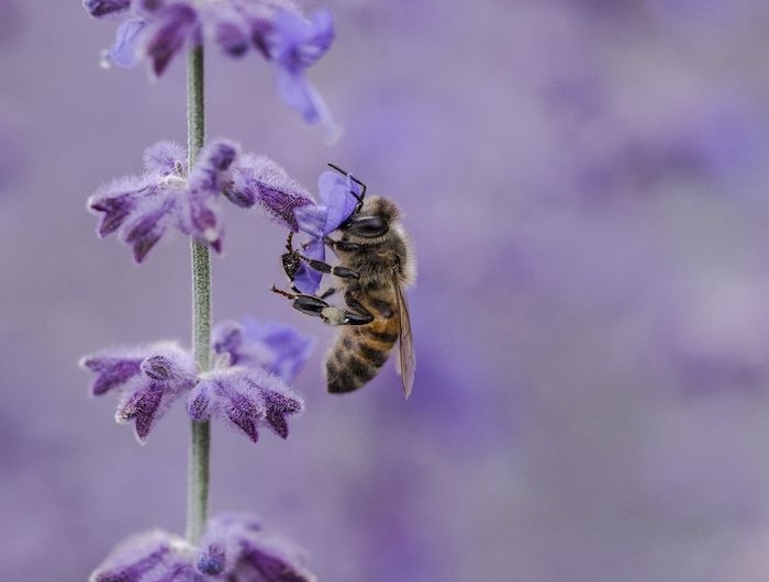une abeille perche sur une fleur de lavande collectione pollen bricolage avec de la lavande