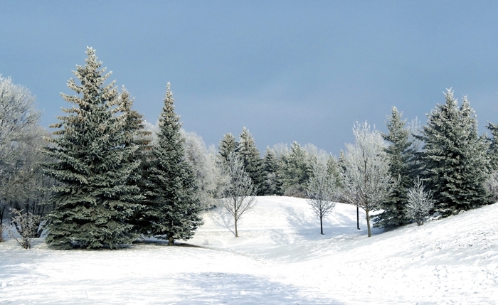 arbres de noel paysage montagne nature sauvage pure tapis neige blanche lumière jour noel