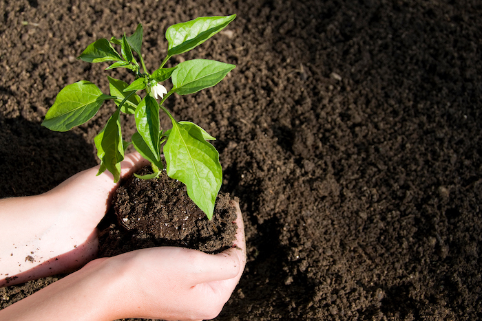 comment creer de compostage pour le jaridn une plante verte dans deux mains