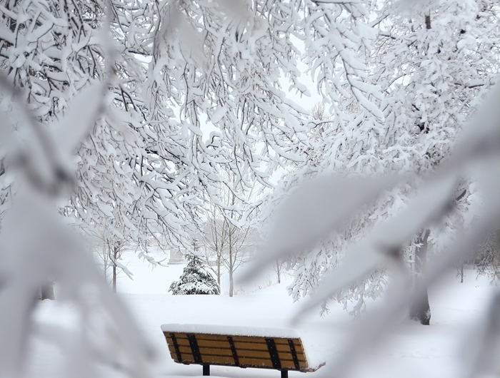 nature d hiver paysage image belle nature blanche arbres couverts de neige banc en bois noel parc