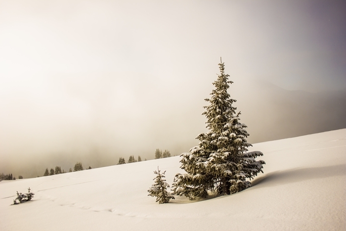 nature montagne sapin de noel paysage enneigé brouillard neige arbres de noel photographie