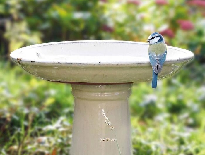 un oiseaux perche au bord d une fontaine dans un jardin