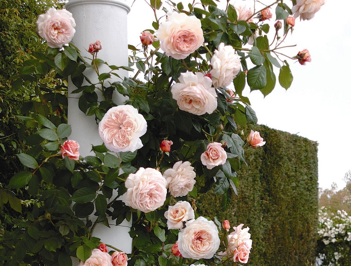 un rosier autour une colonne dans le jardin avec un treillis au fond