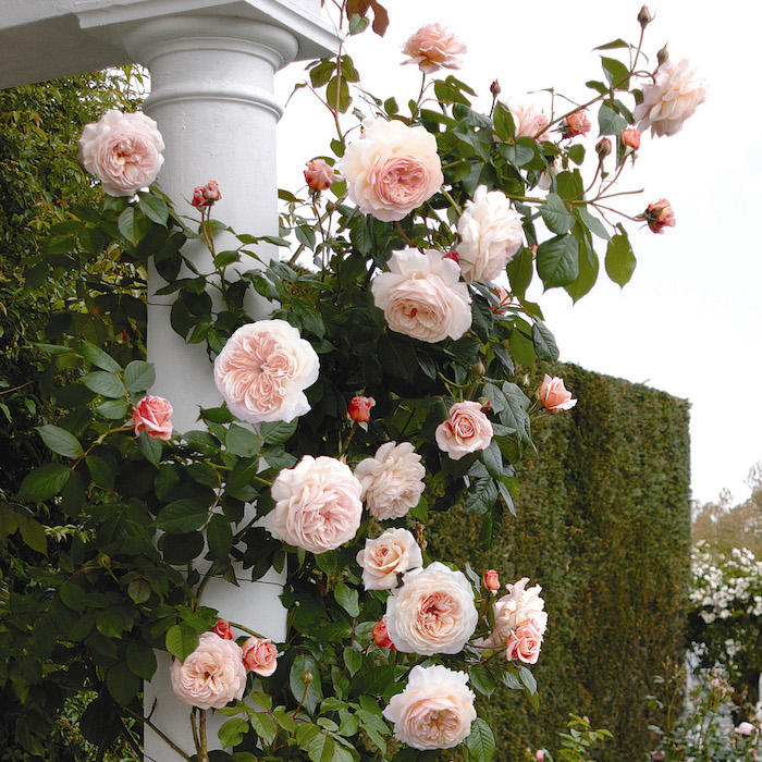 un rosier autour une colonne dans le jardin avec un treillis au fond