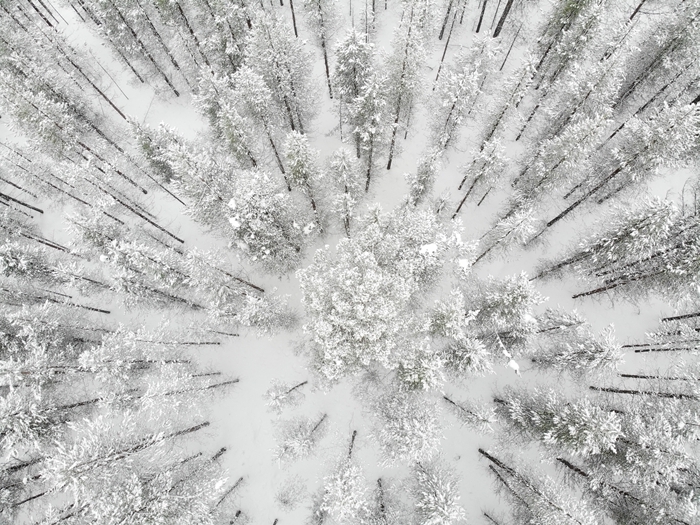 vue d en haut paysage enneigé drône photographie forêt arbres de noel montagne enneigée