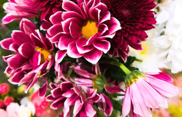 association de couleurs des fleurs roses avec des nuances jaunes et blancs