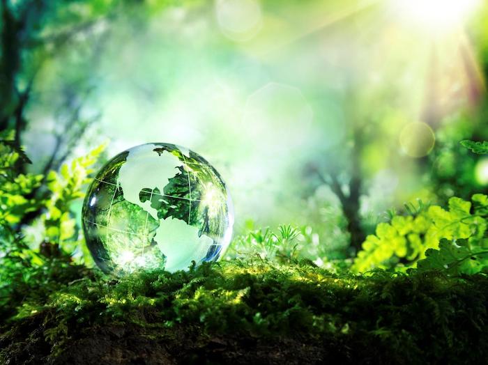 un globe terrestre dans la nature sur des plantes vertes et mousse ensolleilles