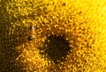 Les bienfaits de l’huile de tournesol