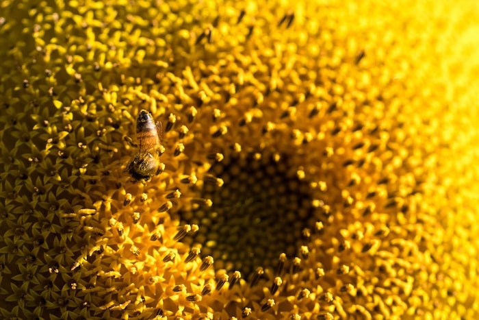 bienfaits de tournesol fleur une abeille sur une fleur de tournesol
