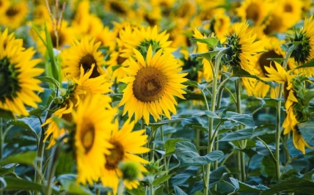 champs de tournesols jolies fleurs de trournesol
