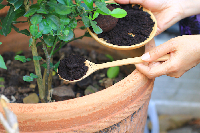 deux mains qui versent de café dans un pot a fleurs quelles plantes aiment le marc de café