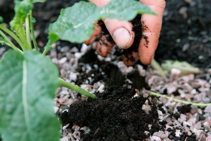 marc de café compost deux mains qui saupodrent du marc dans le jardin