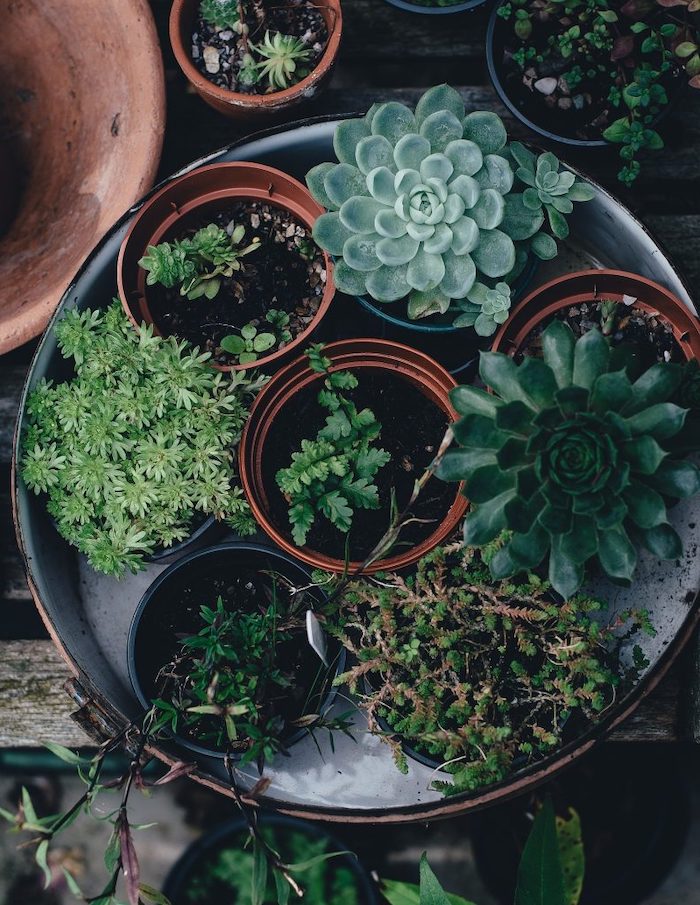 marc de café plante un plateau en metal avec des pots de succulents verts