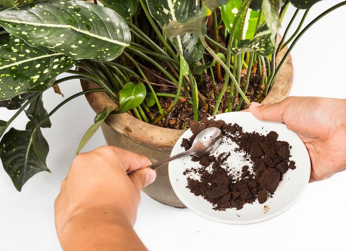 marc de café plante un pot a fleurs et deux mains qui versent marc d une assiette porcelaine