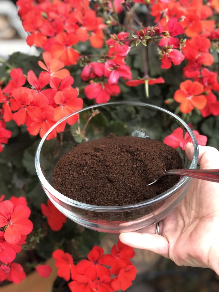 marc de café potager une assiette remplie devant des plantes rouges