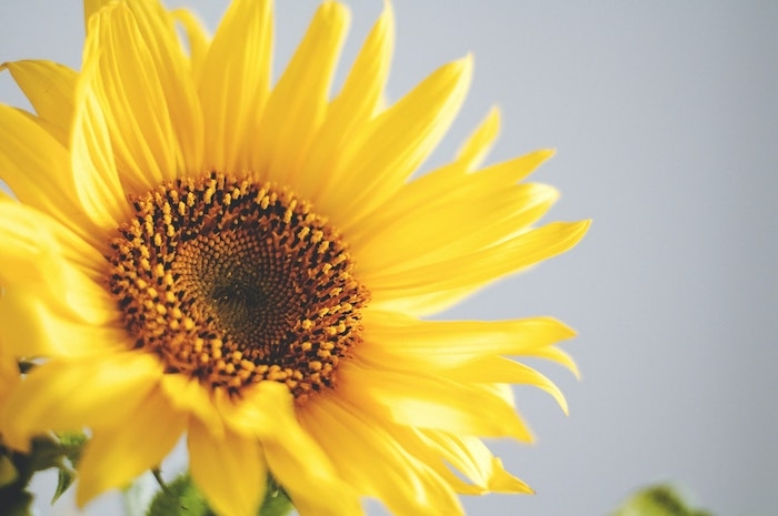 photo d un tournesol jaune fleur de tournesol