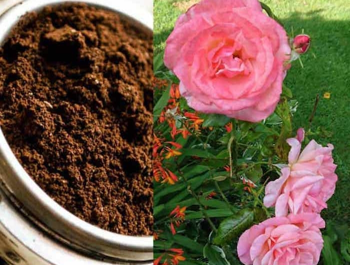 quelles plantes aiment le marc de café des rosiers et du café fraichement moulu