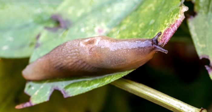 un escargot sur feuille verte utiliser utiliser le marc de café contre les animaux nuisibles