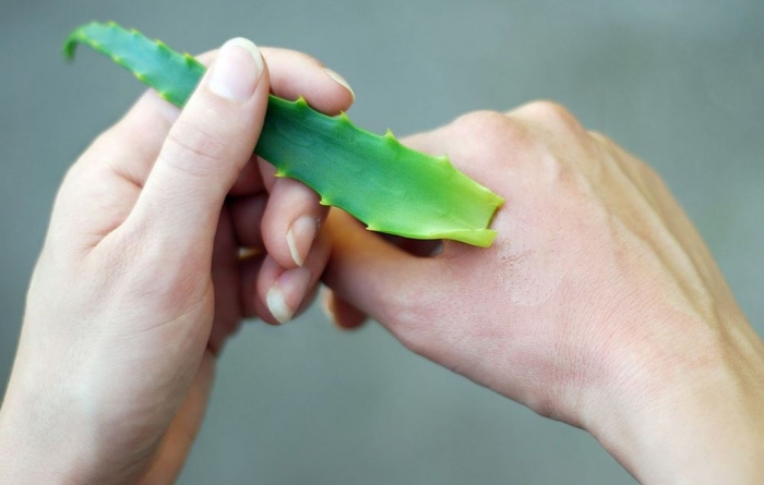 aloe vera peau bienfaits extraction gel plante médical photo main femme ongles sains