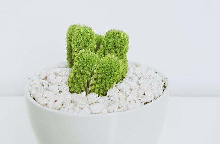 cactus avec cailleux blancs comment choisir le bon plant vert pour votre demeure
