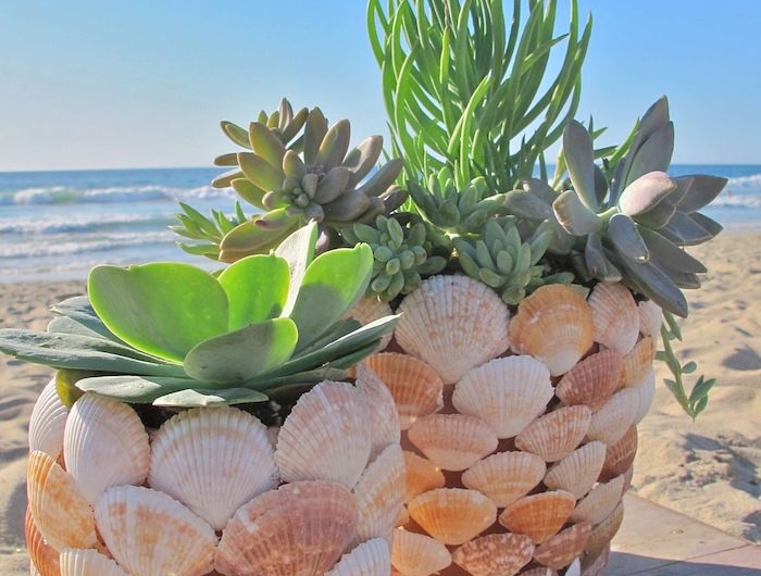 deco pot de fleur grace aux coquillages collees deux plantes sur une surface en bois au bord de la mer