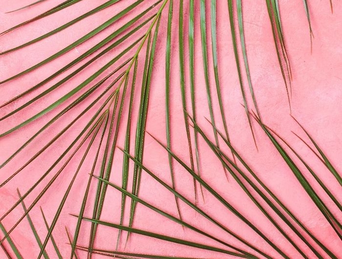 des branches palme verte sur fond rose exemple d image de fond simple et chic