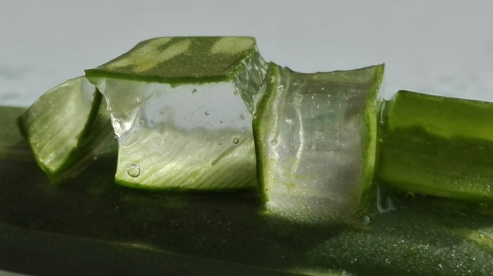 extraction de gel aloe vera maison plante médicale peau verte aloe gel multiples usages