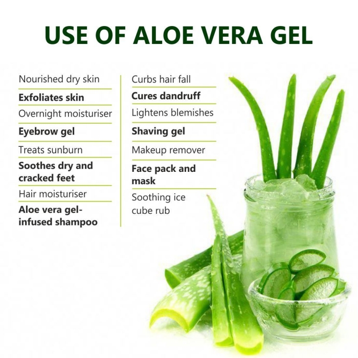 feuilles plante gel extrait aloe vera utilisation plante maison médicale bienfaits corps peau