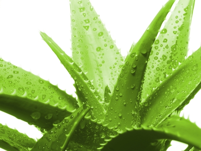 plantes médicales variété aloe vera plante utilisation santé produits cosmétiques gouttes eau
