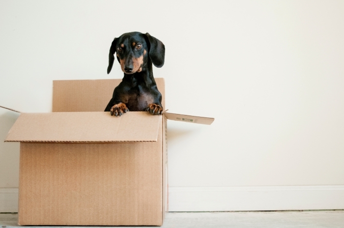 préparations déménagement boîte carton emballage objets chien mur blanc