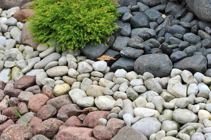des pierres naturels décoratifs de trois type différents blanc noirs et rouges et une petit arbuste