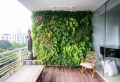 Mur végétal de balcon : pourquoi et comment l’aménager