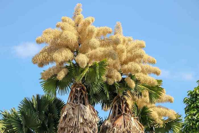 deux palmes avec des fleurs rares et granes grosse fleur record