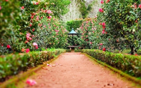 joli jardin avec fleurs roses fontaine de jardin
