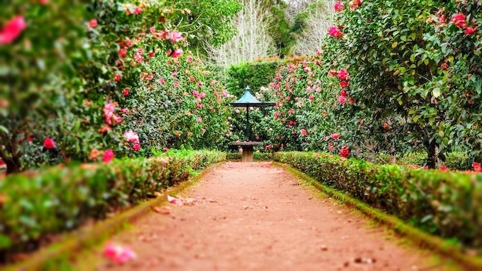 joli jardin avec fleurs roses fontaine de jardin