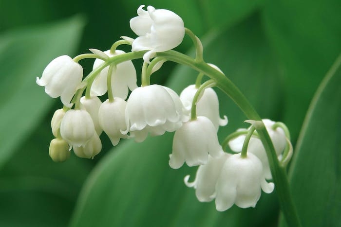 l une des plus chers fleurs au monde le muguet blanche devant une verdure abondante
