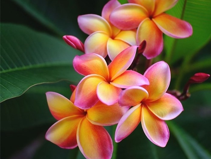 la fleur frangipani de hawaii avec ses petales épaises en couleurs vif comme le jaune et le rose