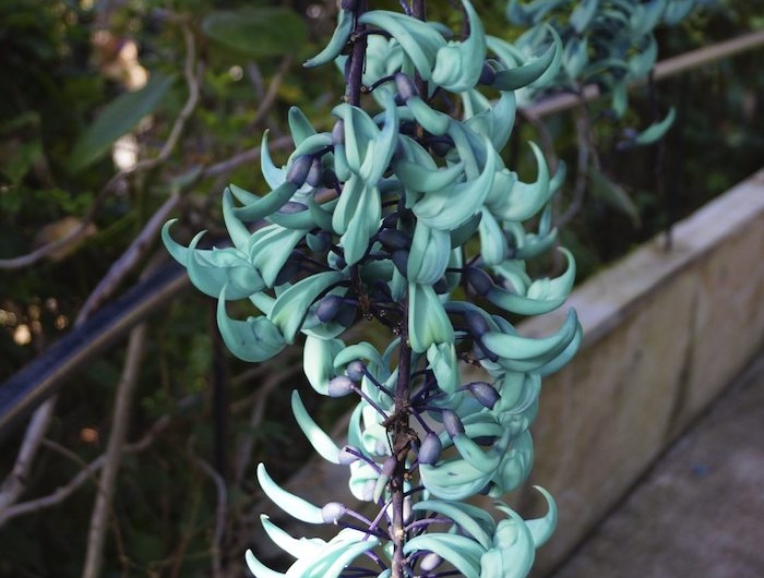 la jade vigne un no, de fleur rare et grimpante avec des petqles turquois lumineuses