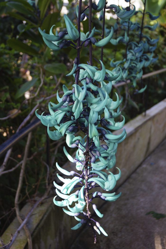 la jade vigne un no, de fleur rare et grimpante avec des petqles turquois lumineuses