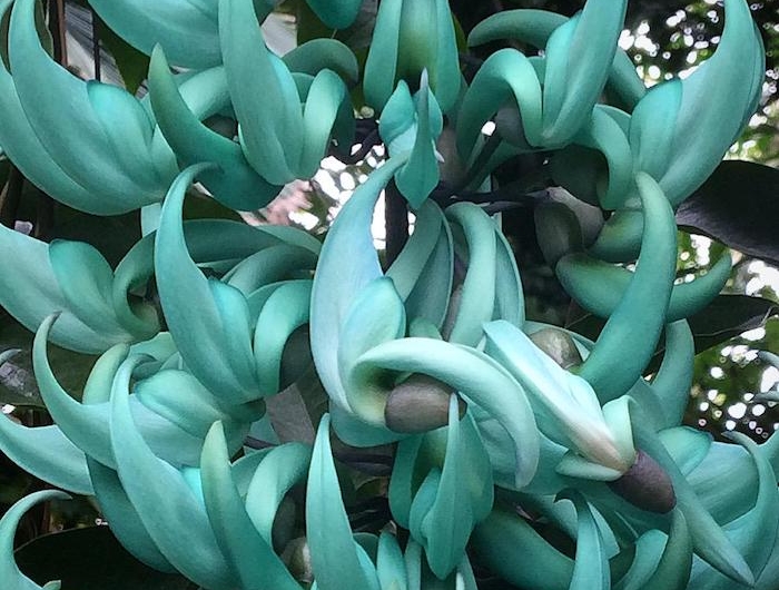 la liane de jade fleur grimpante et tres belle avec des petales bleus