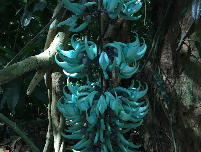la liane de jade une fleure rare et grimpante avec des couelurs turquois