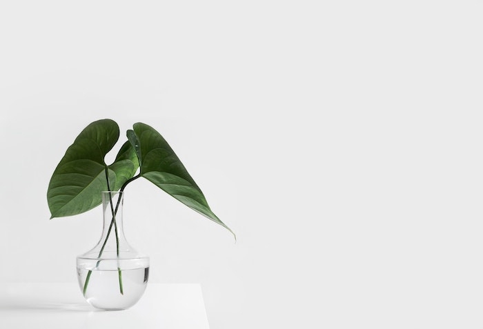 petite vase en verre transparente plantes vertes poses dans l eau